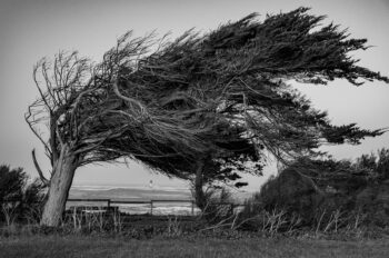 Ressac-Insulaire-Oleron-04