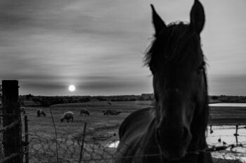 Ressac-Insulaire-Oleron-09